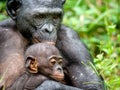 Mother and Cub of Bonobo. Green natural background.