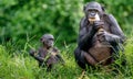 Mother and Cub of Bonobo. Green natural background.