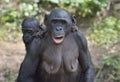 Mother and Cub of chimpanzee Bonobo. Bonobo female with a cub. The Bonobo ( Pan paniscus).