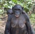 Mother and Cub of chimpanzee Bonobo. Bonobo female with a cub. The Bonobo ( Pan paniscus).