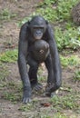 Mother and Cub of chimpanzee Bonobo. Bonobo female with a cub. The Bonobo ( Pan paniscus).