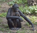 Mother and Cub of chimpanzee Bonobo. Bonobo female with a cub. The Bonobo ( Pan paniscus).