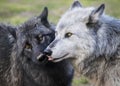 Mother and cub timber wolf showing affection Royalty Free Stock Photo