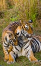 Mother and cub wild Bengal tiger in the grass. India. Bandhavgarh National Park. Madhya Pradesh. Royalty Free Stock Photo