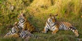 Mother and cub wild Bengal tiger in the grass. India. Bandhavgarh National Park. Madhya Pradesh. Royalty Free Stock Photo