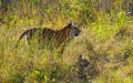Mother and cub wild Bengal tiger in the grass. India. Bandhavgarh National Park. Madhya Pradesh. Royalty Free Stock Photo