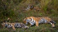 Mother and cub wild Bengal tiger in the grass. India. Bandhavgarh National Park. Madhya Pradesh.