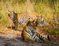 Mother and cub wild Bengal tiger in the grass. India. Bandhavgarh National Park. Madhya Pradesh. Royalty Free Stock Photo