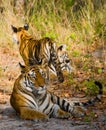 Mother and cub wild Bengal tiger in the grass. India. Bandhavgarh National Park. Madhya Pradesh. Royalty Free Stock Photo