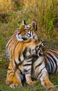 Mother and cub wild Bengal tiger in the grass. India. Bandhavgarh National Park. Madhya Pradesh. Royalty Free Stock Photo