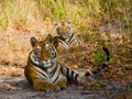 Mother and cub wild Bengal tiger in the grass. India. Bandhavgarh National Park. Madhya Pradesh. Royalty Free Stock Photo