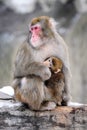 Mother and cub, winter. Japanese macaques. Group p Royalty Free Stock Photo
