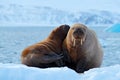 Mother with cub. Young walrus with female. Winter Arctic landscape with big animal. Family on cold ice. Walrus, Odobenus rosmarus,