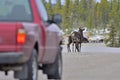 Woodland caribous standing on a street Royalty Free Stock Photo