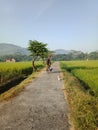A mother cycling in the rice fields in the morning