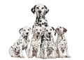 Mother Dalmatian sitting behind her puppies Royalty Free Stock Photo