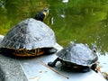 Mother and daugher turtle Royalty Free Stock Photo