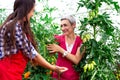 Mother with daughter in garden with tomatoes seedlings