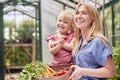 Mother And Daughter Holding Box Of Home Grown Vegetables In Greenhouse Royalty Free Stock Photo