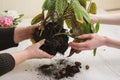 Mother and daughter holding houseplant Royalty Free Stock Photo