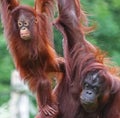 Paignton, Torbay, South Devon, England: Mother and Daughter Orangutans enjoy bonding time