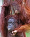Paignton, Torbay, South Devon, England: Mother and Daughter Orangutans in an outdoor zoo enclosure