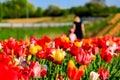 Mother and daughter pick flowers in the sunshine Royalty Free Stock Photo