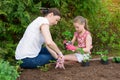 Mother and daughter planting young lettuce seedlings in the garden