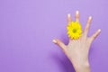 Mother day. Closeup woman hand with manicure nail and yellow flower isolated on purple background. Mockup, copy space Royalty Free Stock Photo