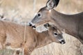 Mother Deer and Baby Fawn Royalty Free Stock Photo