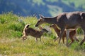 Mother deer and fawns in the wild