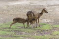 Mother deer feeding baby deers Royalty Free Stock Photo