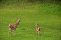 Mother Deer and Her Baby Fawn in a Grass Field Royalty Free Stock Photo