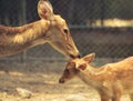 Mother deer loving her baby deer landscape stock photo Royalty Free Stock Photo