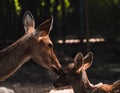 Mother deer loving her baby deer dark shaded Royalty Free Stock Photo