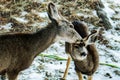 Mother deer showing love to her little Fawn Royalty Free Stock Photo