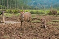 Mother deer standing with her baby fawn eating at the mud-grass field Royalty Free Stock Photo