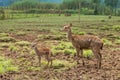 Mother deer standing with her baby fawn at the mud-grass field Royalty Free Stock Photo