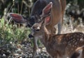 Mother Deer Watching Over Her Baby Fawn Royalty Free Stock Photo