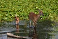A mother doe and cute baby white tailed deer fawn explores a marsh Royalty Free Stock Photo