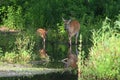 A mother doe and cute baby white tailed deer fawn explores a marsh Royalty Free Stock Photo