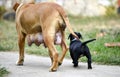 Mother dog, American Staffordshire Terrier, and puppy, shallow dof Royalty Free Stock Photo