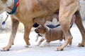 Mother dog and Cute amstaff puppy