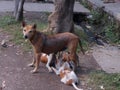 Mother Dog feeding her puppies Royalty Free Stock Photo