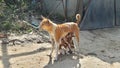 Mother Dog feeding milk to her puppies. Royalty Free Stock Photo