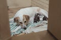 A mother dog and her newborn puppies secluded at a makeshift den made of cardboard boxes and towels.