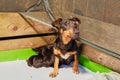 Mother dog with litter of newborn jack russell terrier puppies in a whelping box with a warming lamp