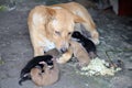 A mother dog is nursing her five newborn puppies. Royalty Free Stock Photo