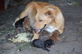 A mother dog is nursing her five newborn puppies. Royalty Free Stock Photo