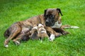 Mother of the dog nursing puppies Royalty Free Stock Photo